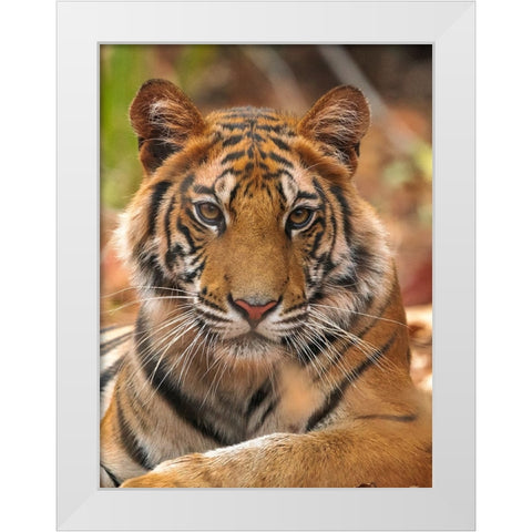 The Tiger Portrait White Modern Wood Framed Art Print by Sethi, Sumangal