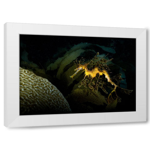 Mimicry White Modern Wood Framed Art Print by Ichinoseki, Sayaka