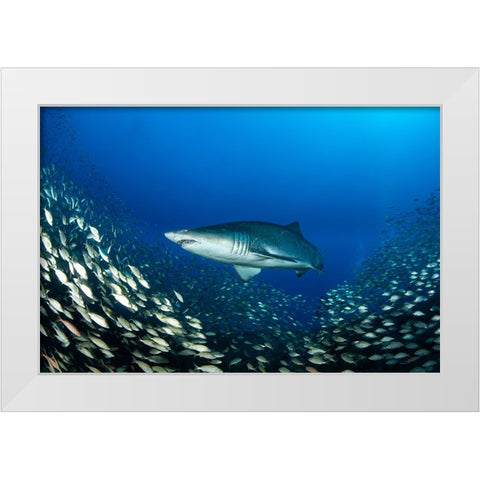 Ocean King White Modern Wood Framed Art Print by Y Lin, Ryan