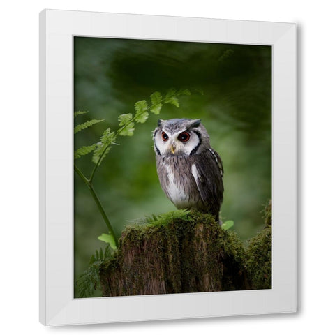 In The Deep Dark Forest White Modern Wood Framed Art Print by Groth, Martin