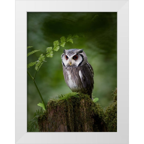 In The Deep Dark Forest White Modern Wood Framed Art Print by Groth, Martin