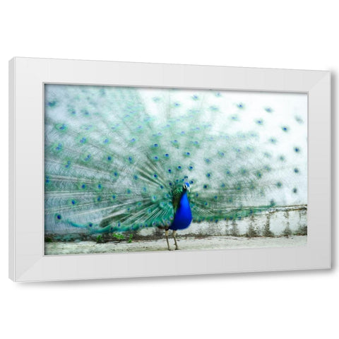 Peacock White Modern Wood Framed Art Print by Polo, Piera