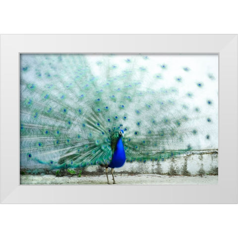 Peacock White Modern Wood Framed Art Print by Polo, Piera