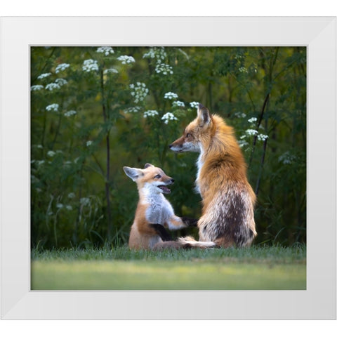Mommy IM Hungry ! White Modern Wood Framed Art Print by Tseng, Judy