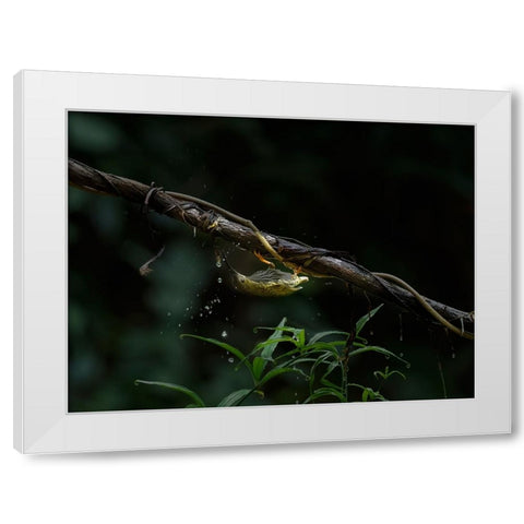 The Water Sipper White Modern Wood Framed Art Print by Chakraborty, Chiranjib