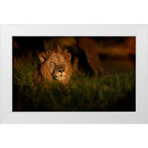 The King White Modern Wood Framed Art Print by Eichelberg, Amnon