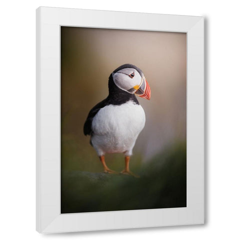 Puffin Posing In The Late Night Sun White Modern Wood Framed Art Print by Renmyr, Magnus