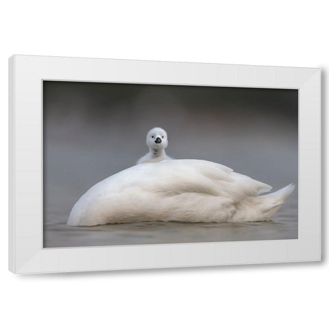 Cute Chick With Mum White Modern Wood Framed Art Print by Roshkumar
