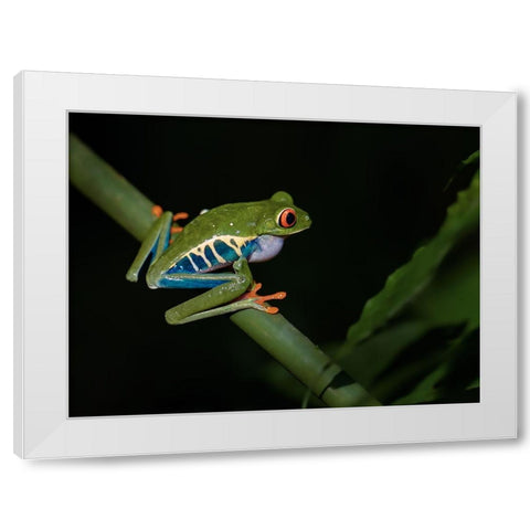 Red-Eyed Tree Frog White Modern Wood Framed Art Print by Zhang, Xiaohong