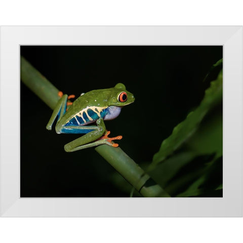 Red-Eyed Tree Frog White Modern Wood Framed Art Print by Zhang, Xiaohong