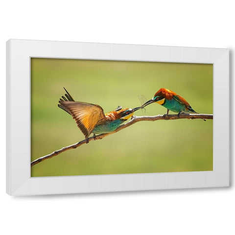 Bee-Eaters Interaction White Modern Wood Framed Art Print by And Wei, Siyu