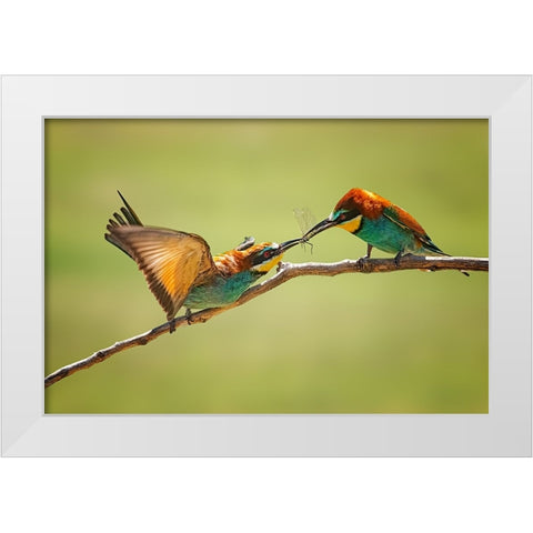 Bee-Eaters Interaction White Modern Wood Framed Art Print by And Wei, Siyu