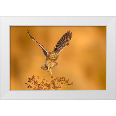 Gold Time White Modern Wood Framed Art Print by Rudaeff, Pablo