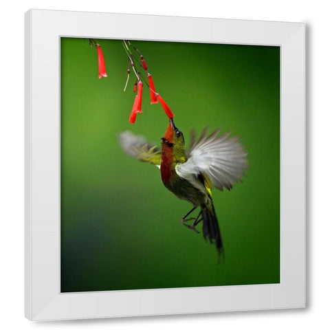 Sunbird 2 White Modern Wood Framed Art Print by Muliani Hartojo, Angela
