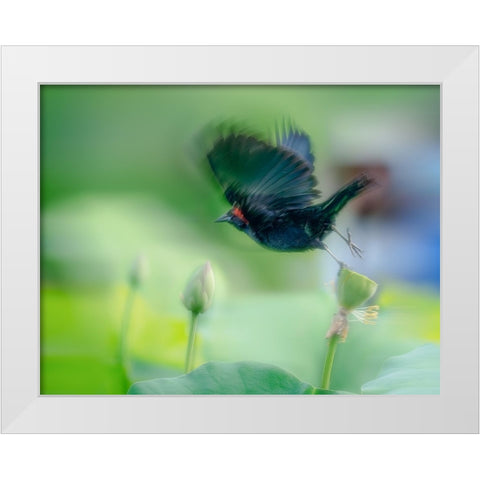 Black Bird Flying Over Lotus Seed Pod White Modern Wood Framed Art Print by Liang, Ken