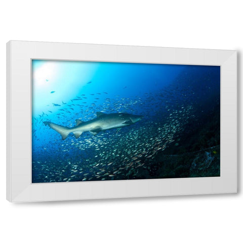 Shark And Fish White Modern Wood Framed Art Print by Y Lin, Ryan