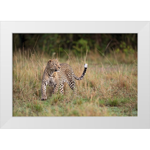 Leopard In The Morning White Modern Wood Framed Art Print by Pozzi, Marco