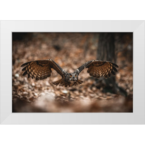 The Eurasian Eagle-Owl (Bubo Bubo) White Modern Wood Framed Art Print by Rozehnal, Jan