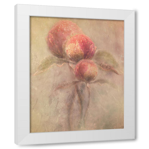 Peonies White Modern Wood Framed Art Print by Zvinakeviciute, Kristina