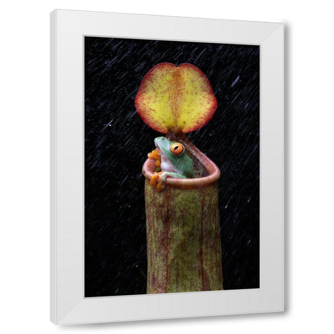 The Frog And Nepenthes White Modern Wood Framed Art Print by Setiadi, Ajar