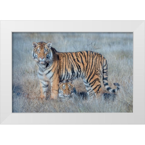 Two Tigers White Modern Wood Framed Art Print by Li, Min