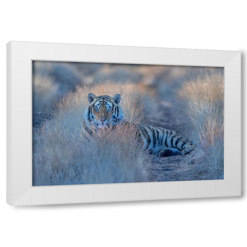 Cool Morning Tiger White Modern Wood Framed Art Print by Li, Min