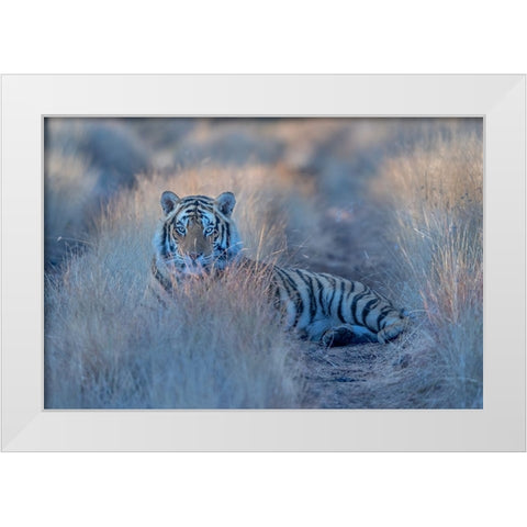 Cool Morning Tiger White Modern Wood Framed Art Print by Li, Min