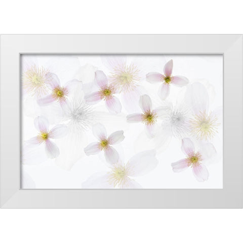 Clematis Art White Modern Wood Framed Art Print by Van Krimpen, Brigitte
