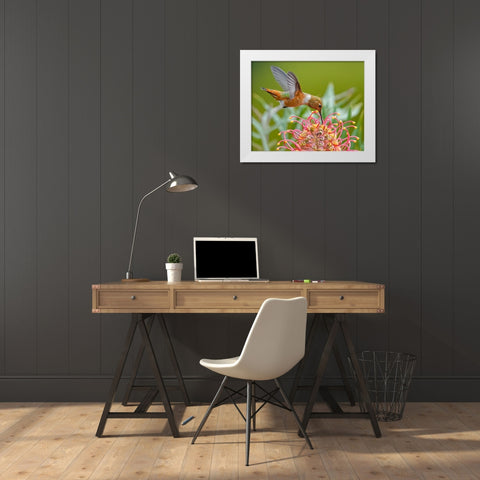 Hummingbird And Grevillea Flower White Modern Wood Framed Art Print by Huang, Xiaojian