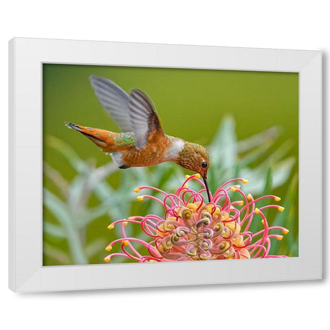 Hummingbird And Grevillea Flower White Modern Wood Framed Art Print by Huang, Xiaojian