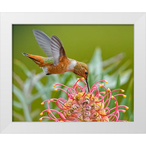 Hummingbird And Grevillea Flower White Modern Wood Framed Art Print by Huang, Xiaojian