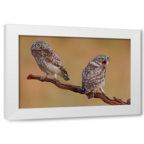 Hatched And  Got Surprised White Modern Wood Framed Art Print by Manusevich, David