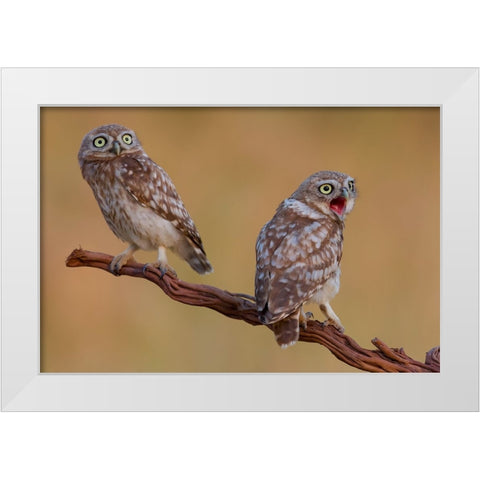 Hatched And  Got Surprised White Modern Wood Framed Art Print by Manusevich, David