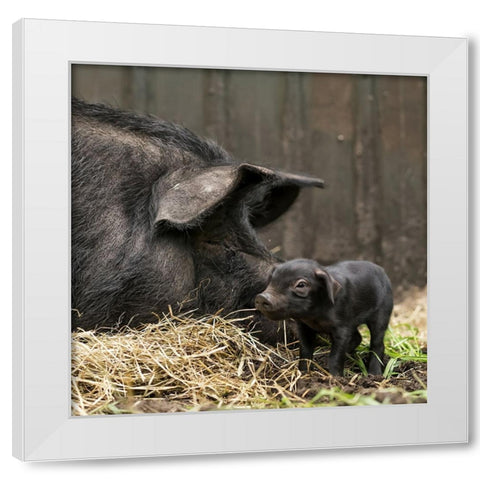 Tiny White Modern Wood Framed Art Print by Van Den, Gert