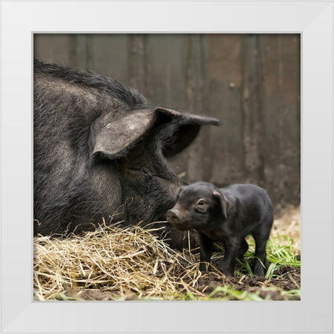 Tiny White Modern Wood Framed Art Print by Van Den, Gert