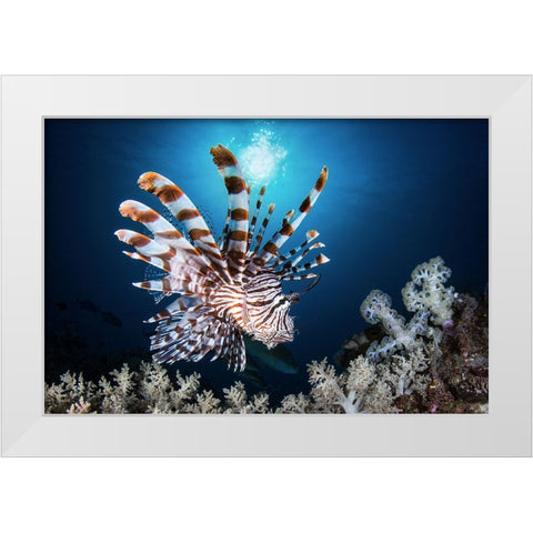 Lionfish White Modern Wood Framed Art Print by Peneau, Cedric