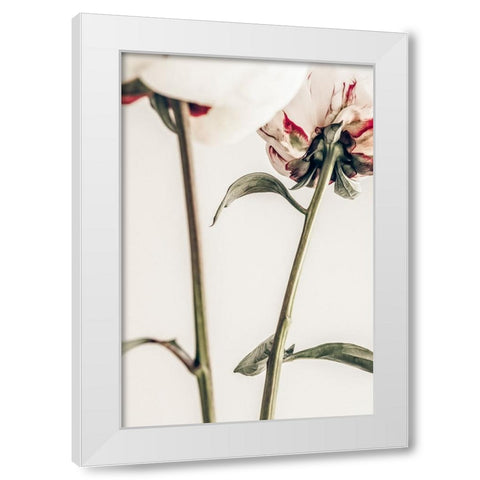 Peony 01 White Modern Wood Framed Art Print by 1x Studio III
