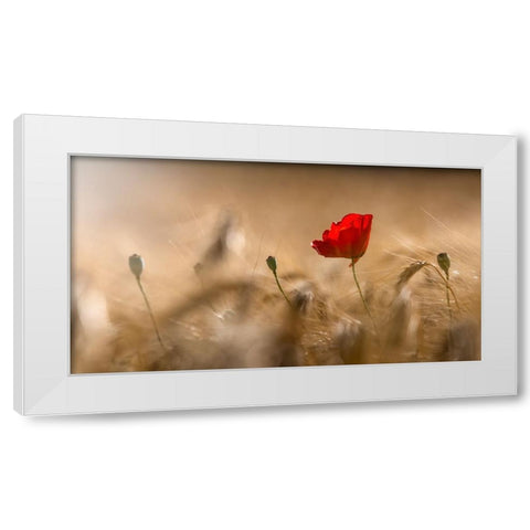 Poppy White Modern Wood Framed Art Print by Coenders, Chris