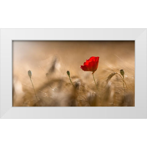 Poppy White Modern Wood Framed Art Print by Coenders, Chris