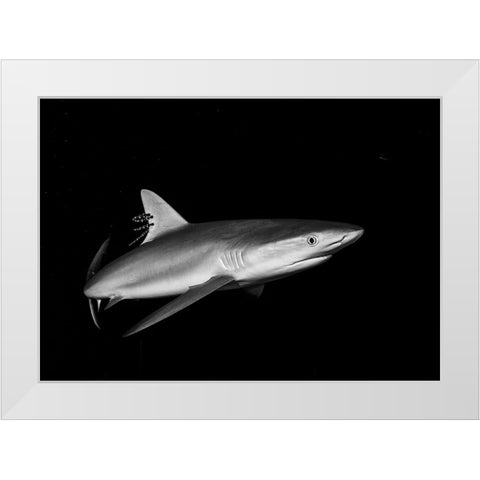 Shark In The Caribbean White Modern Wood Framed Art Print by Ichinoseki, Sayaka