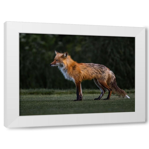 You Caught My Eyes White Modern Wood Framed Art Print by Tseng, Judy