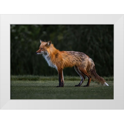 You Caught My Eyes White Modern Wood Framed Art Print by Tseng, Judy