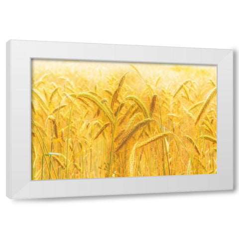 Harvest Time White Modern Wood Framed Art Print by Michael