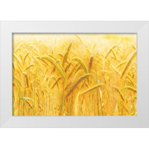 Harvest Time White Modern Wood Framed Art Print by Michael