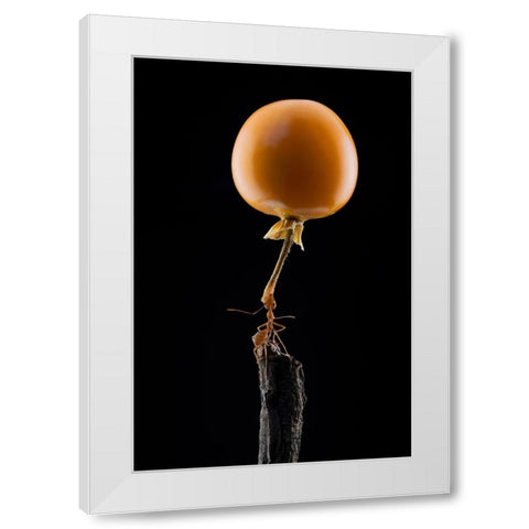 Mighty Ant Lift-Up A Tomato White Modern Wood Framed Art Print by Suhardjo, Lisdiyanto