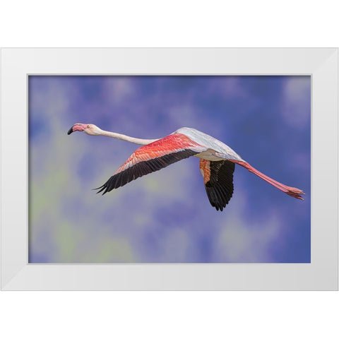 Freedom White Modern Wood Framed Art Print by Eman Elghazzawy, Dr.