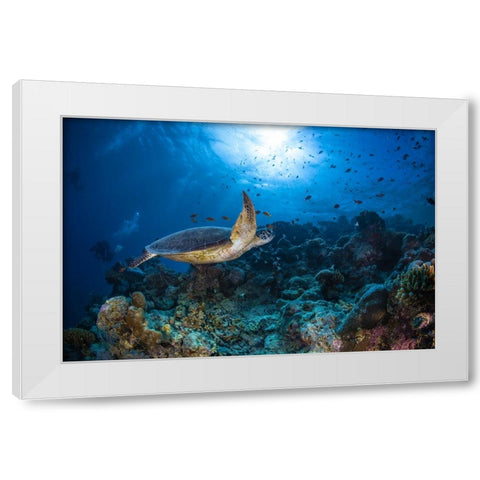 Sunlight And Green Turtle White Modern Wood Framed Art Print by Gabriel, Barathieu