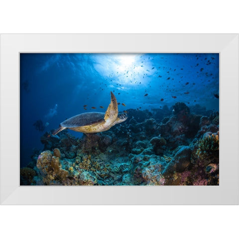 Sunlight And Green Turtle White Modern Wood Framed Art Print by Gabriel, Barathieu