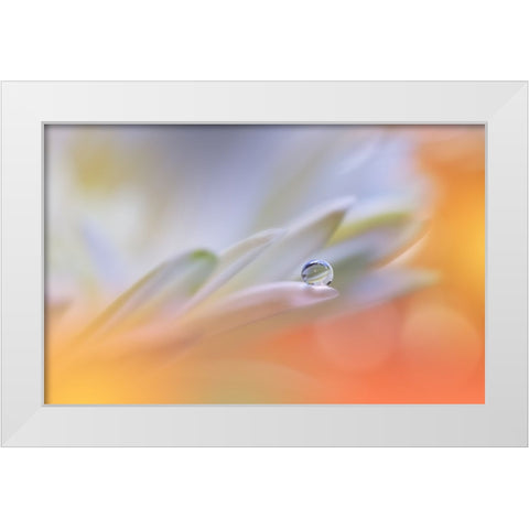 Little Wonders...II White Modern Wood Framed Art Print by Nan, Juliana