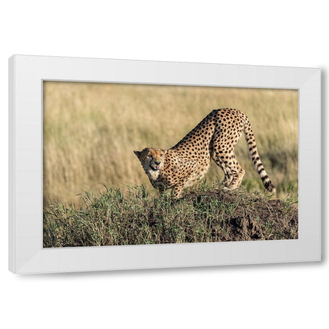 Bent And AttentIVe White Modern Wood Framed Art Print by Damico, Giuseppe